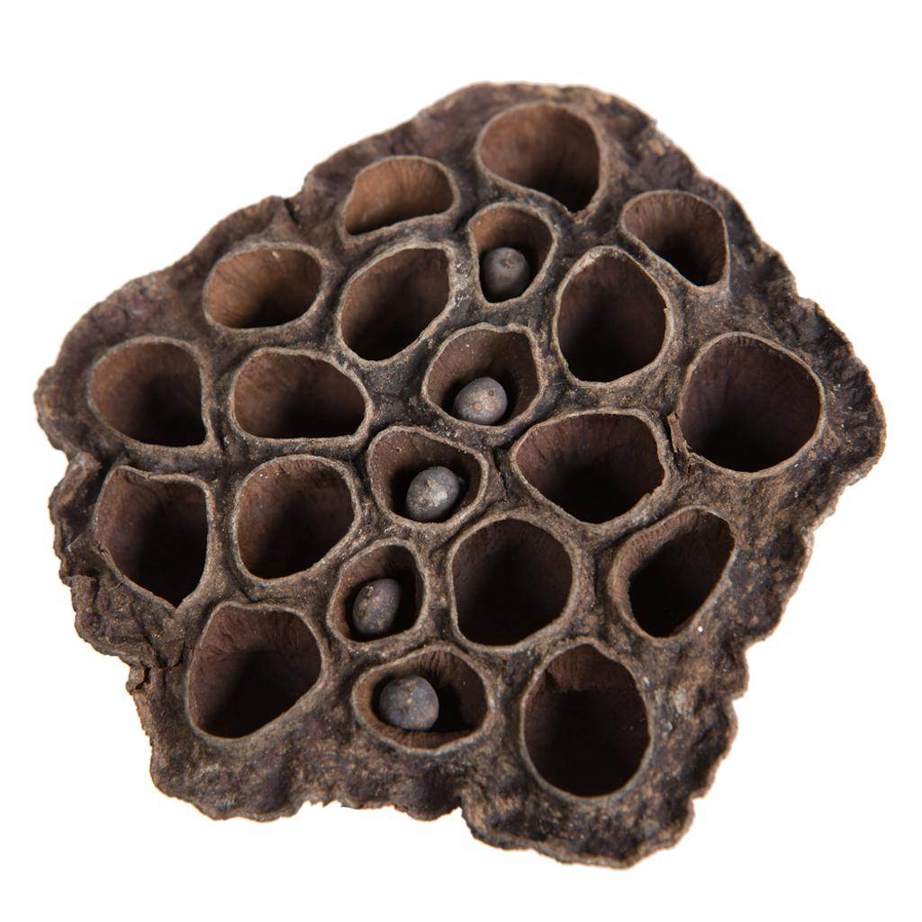 2.4"-3.2" Lotus Medium Pods (75 Pack)