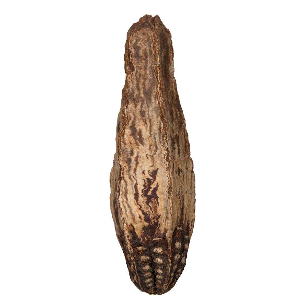 2.8" Mahogany Pods (100 Pack)