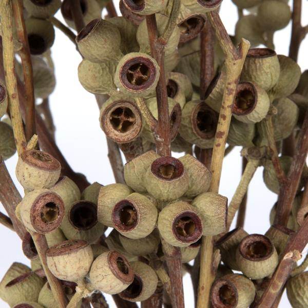 14"x1-3" Ambernut Branch (20 Pack) - Image 3