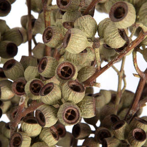 14"x1-3" Ambernut Branch (20 Pack) - Image 4