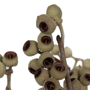 14"x1-3" Ambernut Branch (20 Pack) - Image 2