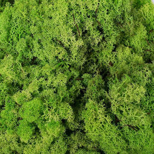 2lbs Apple Green Preserved Reindeer Moss Bundle - Image 3
