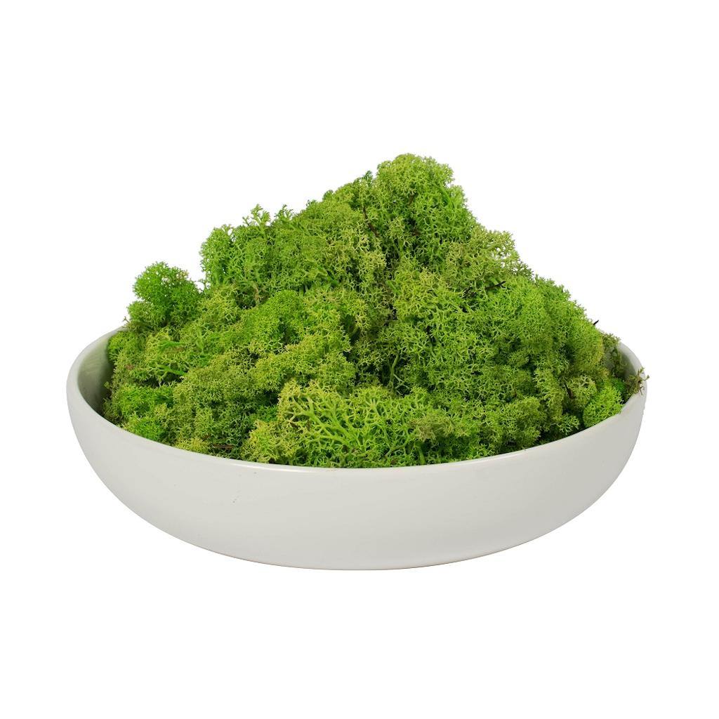 2lbs Apple Green Preserved Reindeer Moss Bundle