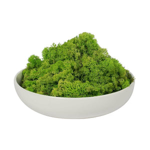 2lbs Apple Green Preserved Reindeer Moss Bundle