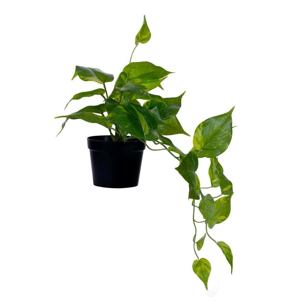 Vickerman 20" Green Potted Pothos Plant