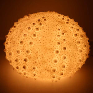 16" Sea Urchin Table Lamp 2