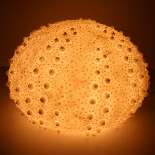 16" Sea Urchin Table Lamp 2