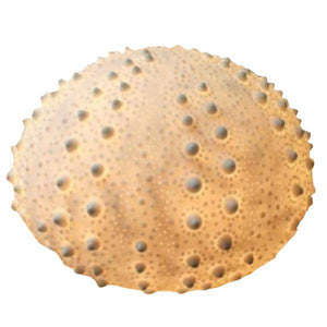 13.5" x 9" Sea Urchin Lamp Designer Lamp 1