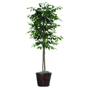 6' Artificial Ficus Tree 1