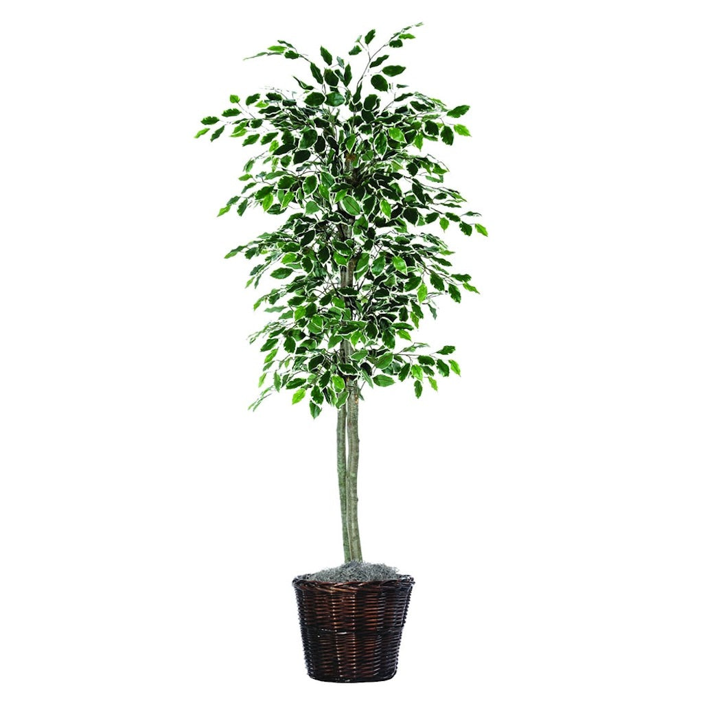 6' Artificial Variegated Ficus Tree 1