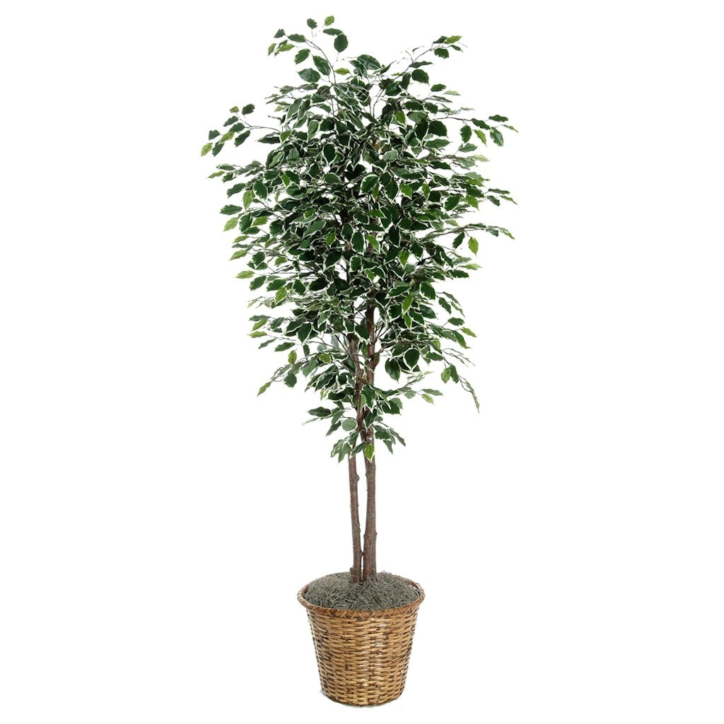 6' Artificial Varietgated Ficus Deluxe Tree 1