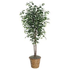 6' Artificial Varietgated Ficus Deluxe Tree 1