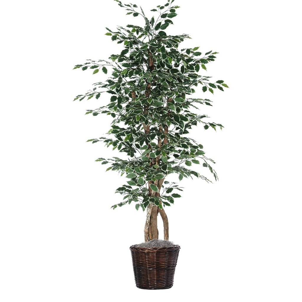 6' Artificial Variegated Ficus Executive Tree 1