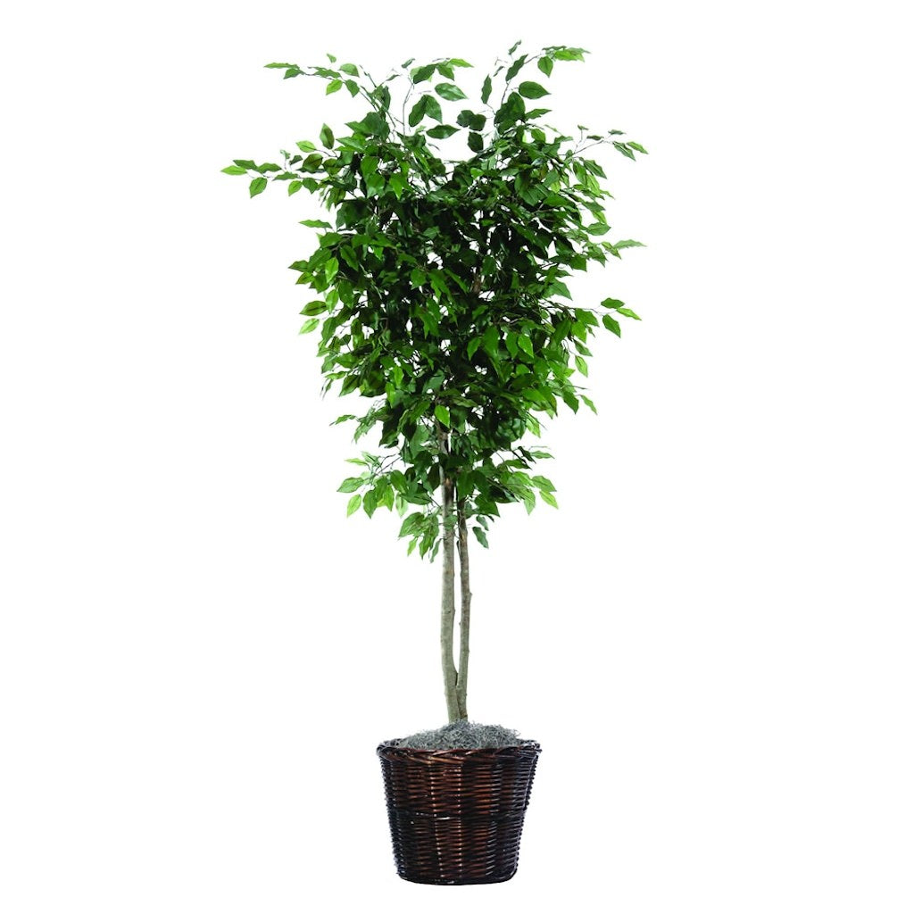 6' Artificial Ficus Deluxe Tree 1