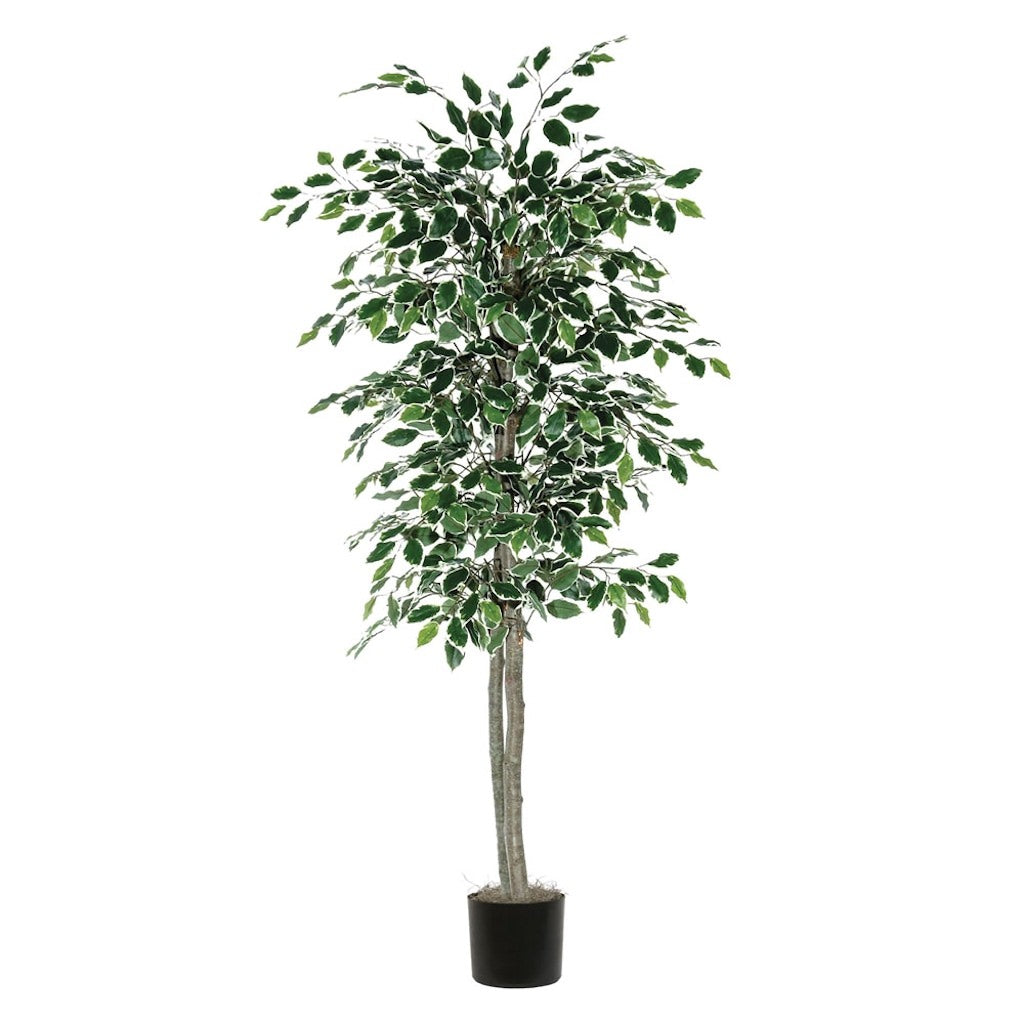 6' Artificial Variegated Ficus Tree 1