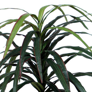 6.5' Artificial Marginata Executive Tree in a Black Plastic Pot 2