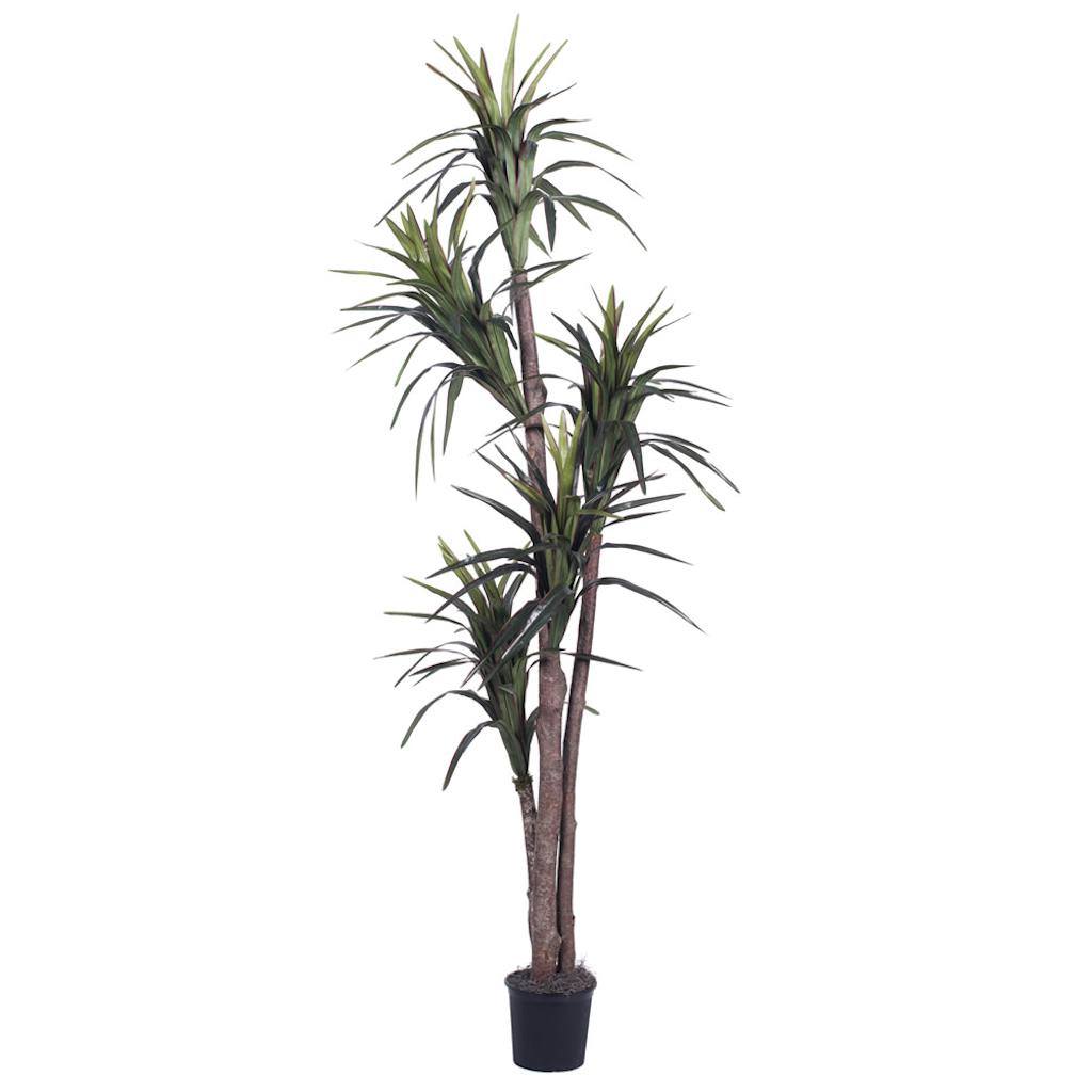 6.5' Artificial Marginata Executive Tree in a Black Plastic Pot 1