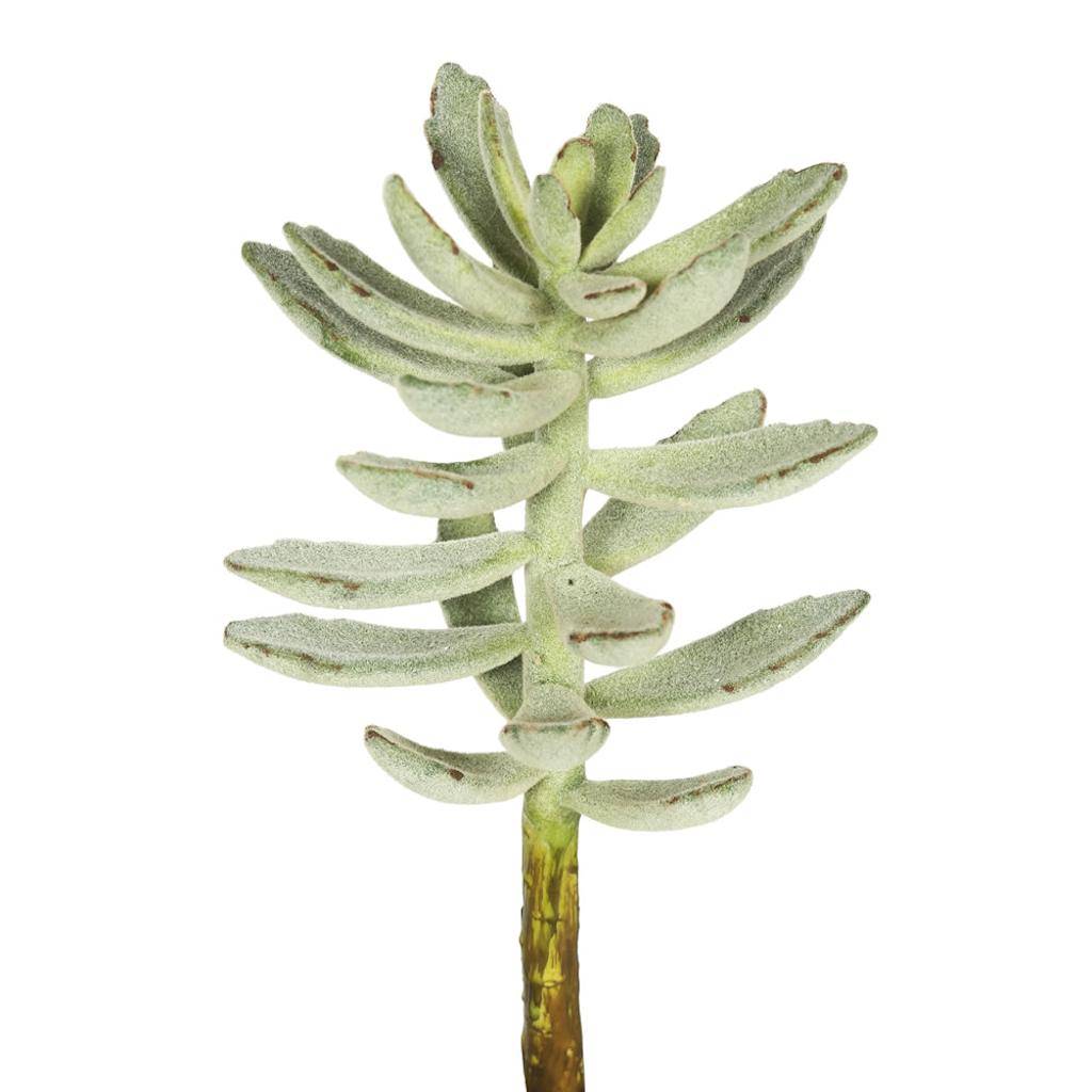 12" Artificial Frosted Green Pachyphytum Oviferum Pick (3 pack) 1