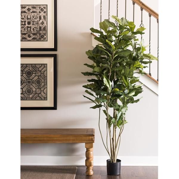 72" Artificial Fiddle Tree in Black Planter Pot 4