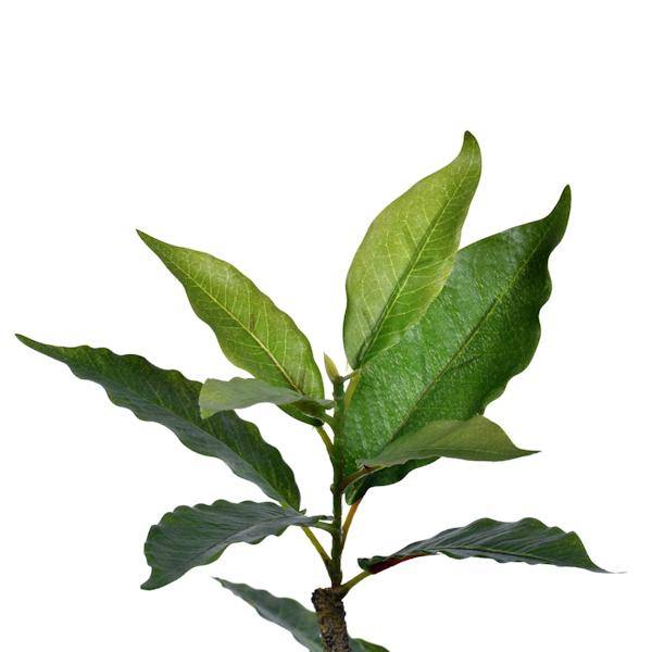 60" Artificial Potted Nandina Tree 2
