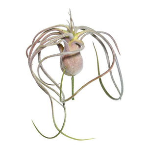 6" Artificial Green/Red SparkleTillandsia Pick 1