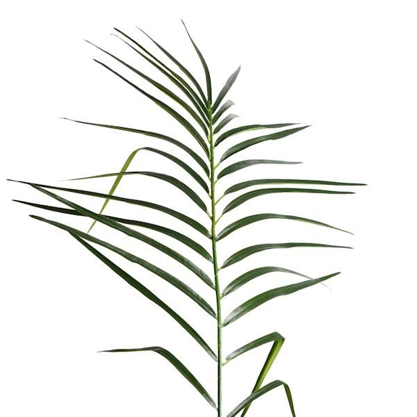 6' Artificial Phoenix Palm Tree 2