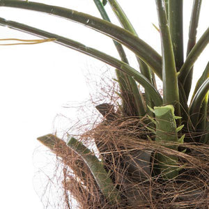 6' Artificial Phoenix Palm Tree 4