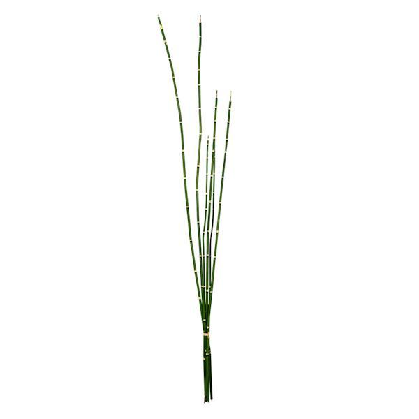31" Artificial Green Horsetail Bundle (2 pack) 2