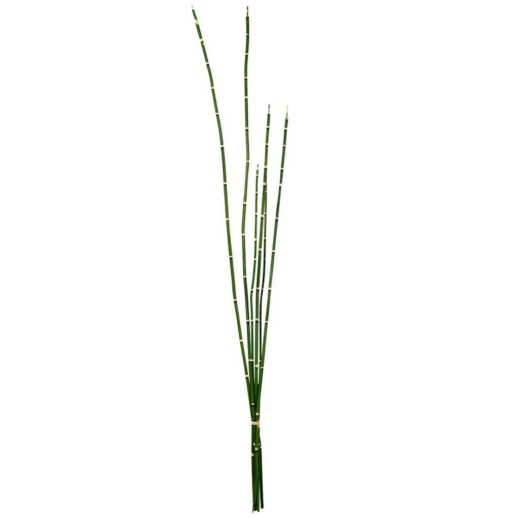 31" Artificial Green Horsetail Bundle (2 pack) 1