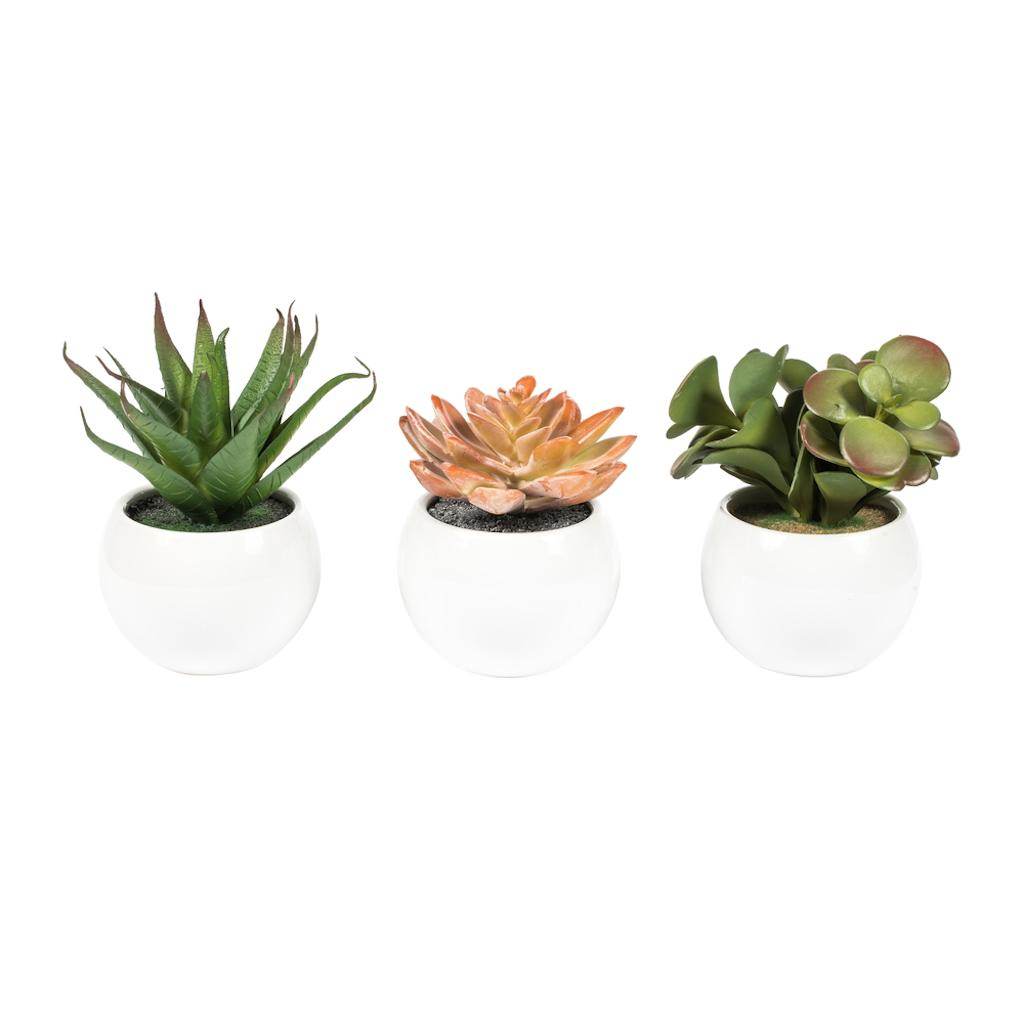 5" Artificial Assorted Potted Succulents (Set of 3) 1