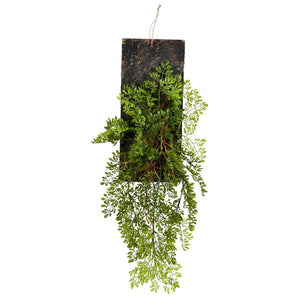24" Artificial Green Mini Leaf on Wooden Plaque 1