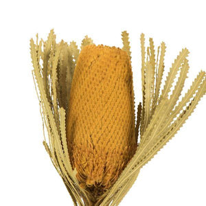 12"-18" Yellow Preserved Banksia Flower (25 pack) 2