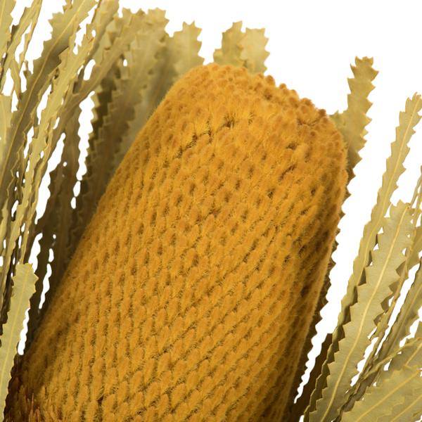 12"-18" Yellow Preserved Banksia Flower (25 pack) 3