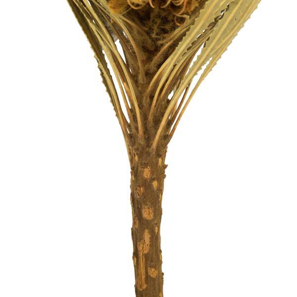 12"-18" Yellow Preserved Banksia Flower (25 pack) 4