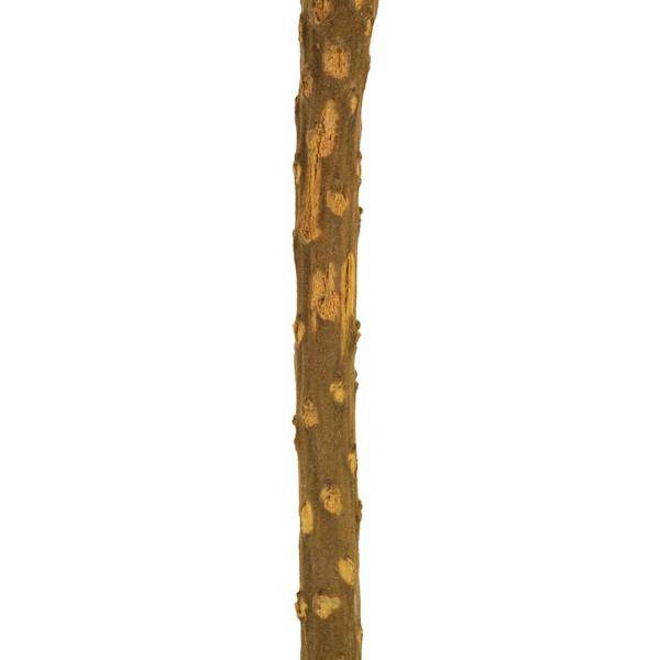 12"-18" Yellow Preserved Banksia Flower (25 pack) 5