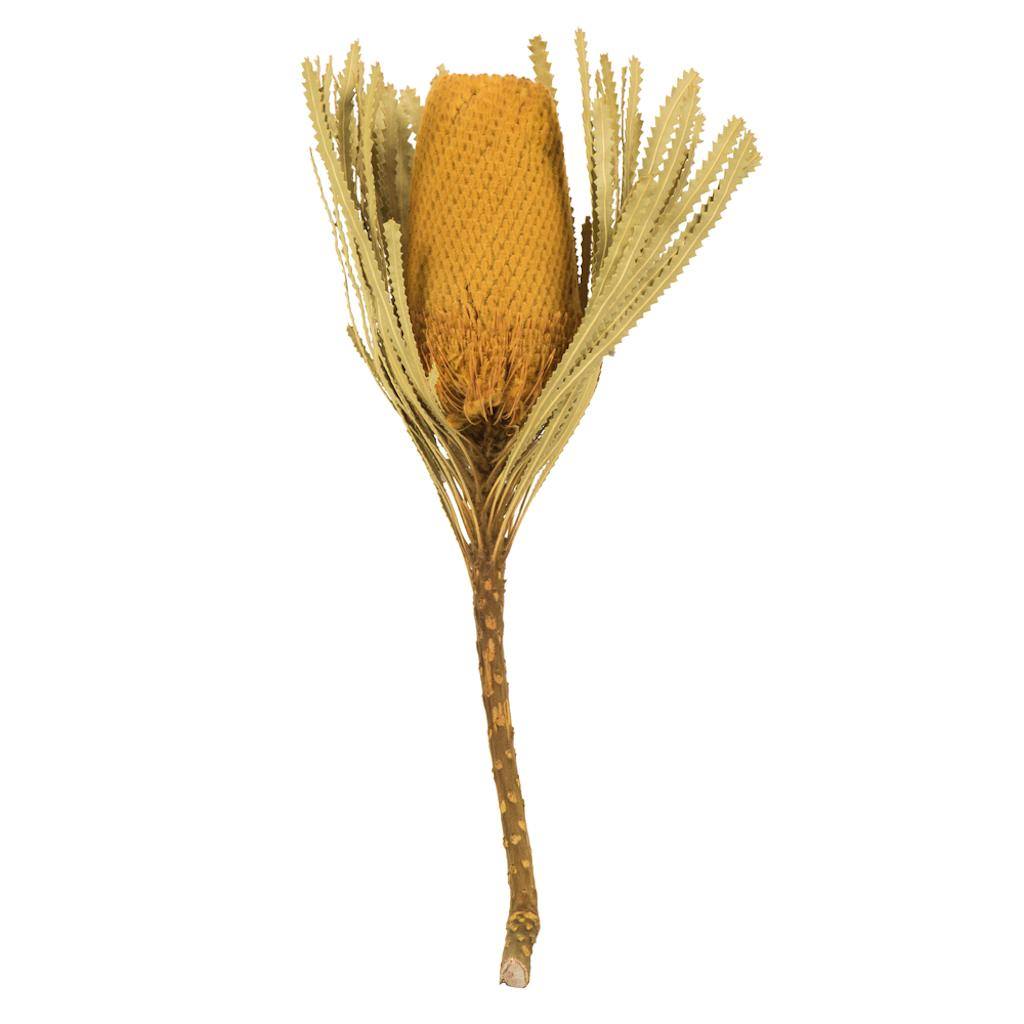 12"-18" Yellow Preserved Banksia Flower (25 pack) 1