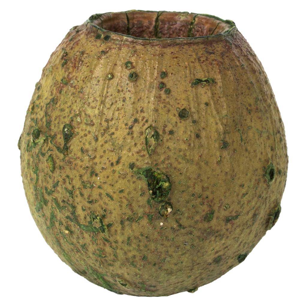 1" 2.2lbs Basil Preserved Bell Gum Pod 1