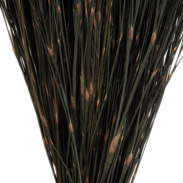 15"-20" 5oz Natural Dried Bell Grass Bundle 3