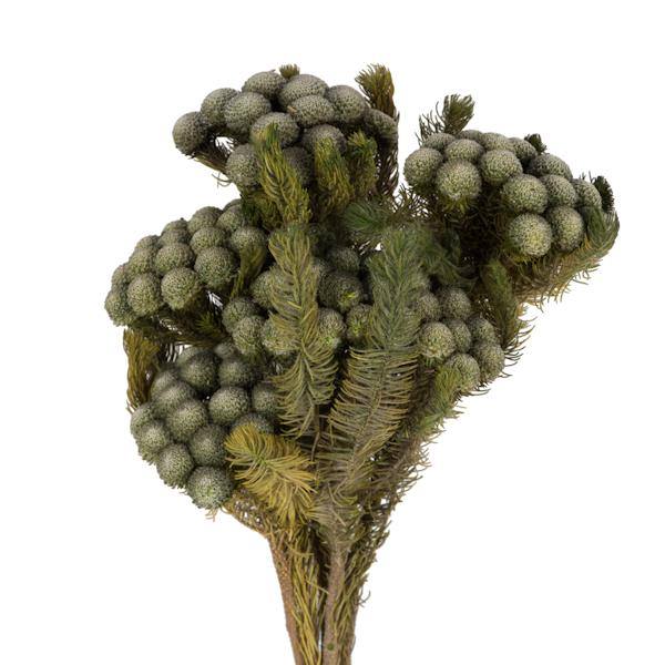 12"-16" 4oz Natural Green Preserved Brunia Bundle 2