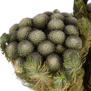12"-16" 4oz Natural Green Preserved Brunia Bundle 3