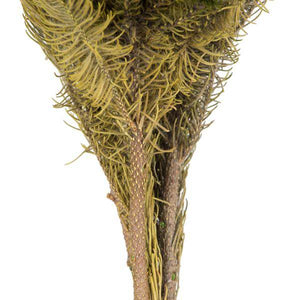 12"-16" 4oz Natural Green Preserved Brunia Bundle 4