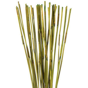 40"-42" 10oz Basil Preserved Elephant Reed Bundle 2