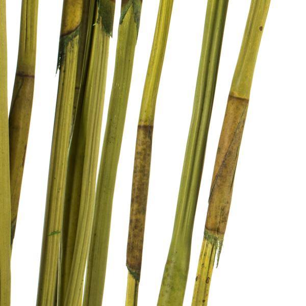 40"-42" 10oz Basil Preserved Elephant Reed Bundle 3