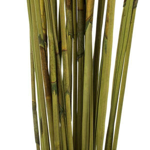40"-42" 10oz Basil Preserved Elephant Reed Bundle 4