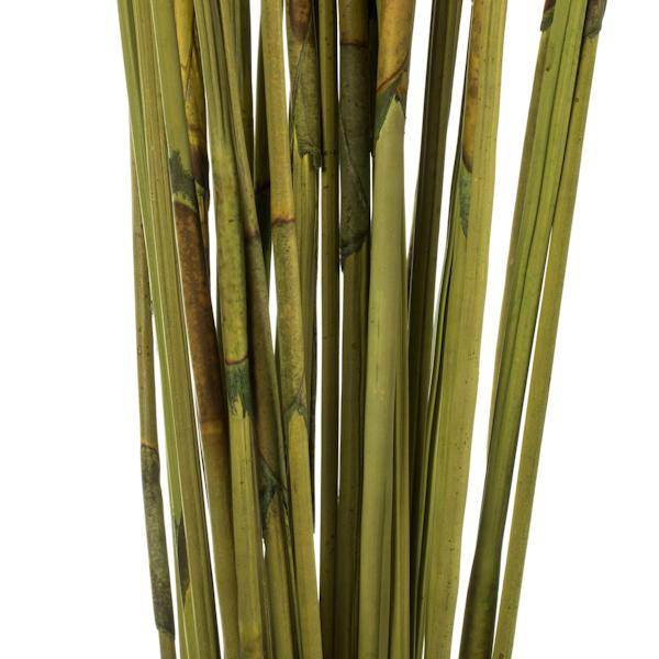 40"-42" 10oz Basil Preserved Elephant Reed Bundle 4