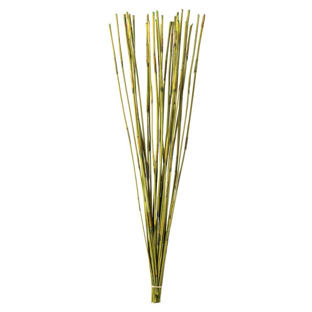 40"-42" 10oz Basil Preserved Elephant Reed Bundle 1