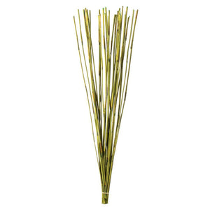 40"-42" 10oz Basil Preserved Elephant Reed Bundle 1