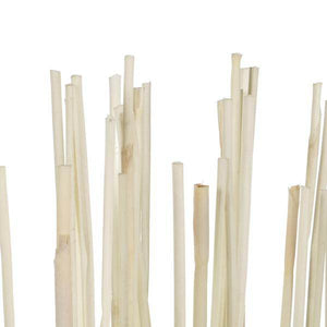 40"-42" 10oz Bleached Preserved Elephant Reed Bundle 2