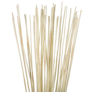 40"-42" 10oz Bleached Preserved Elephant Reed Bundle 3