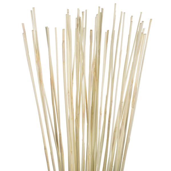 40"-42" 10oz Bleached Preserved Elephant Reed Bundle 3